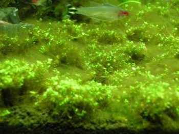 Fish Tank Is Covered With Brown Algae