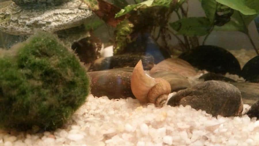 How to Tell If Your Aquarium Snail is Dead