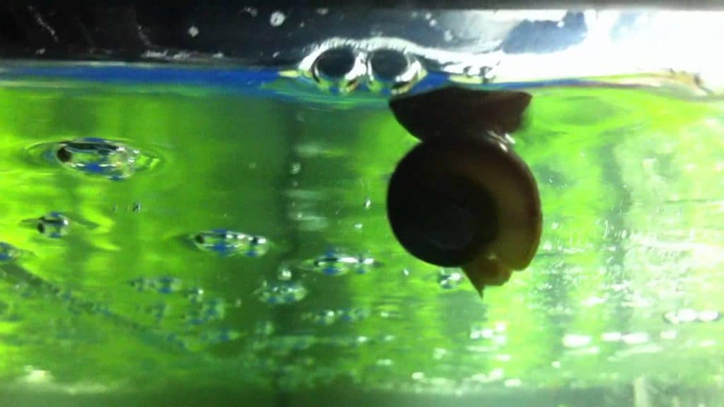 why snails float in an aquarium