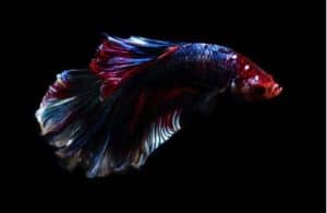 Can Betta Fish See Colors