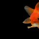 Can Goldfish See In The Dark