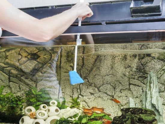 Cleaning Fish Tank With Vinegar