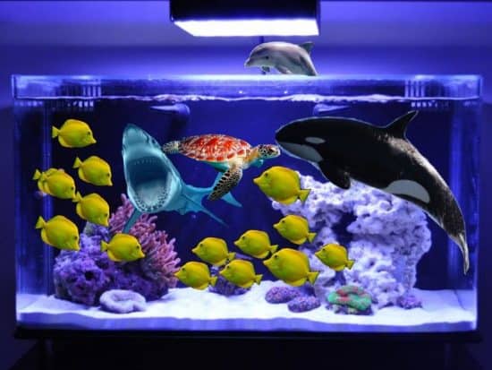 How to Acclimate New Fish