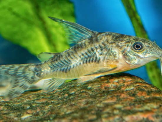 What Is The Best Food for Cory Catfish