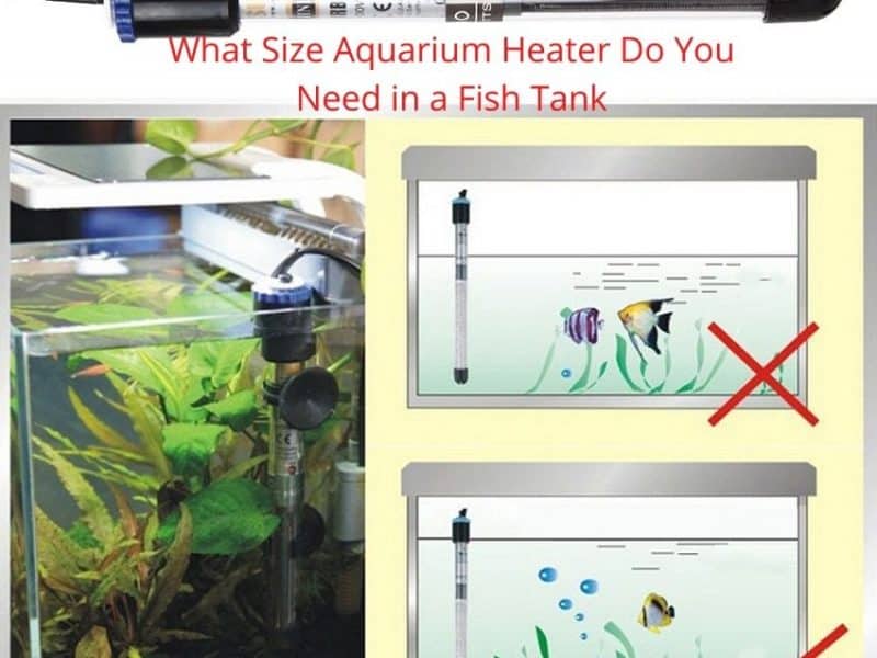 What Size Aquarium Heater Do You Need in a Fish Tank