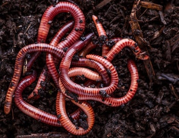 Worms (frozen or alive)