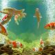 Can Koi Fish Be Kept in an Aquarium