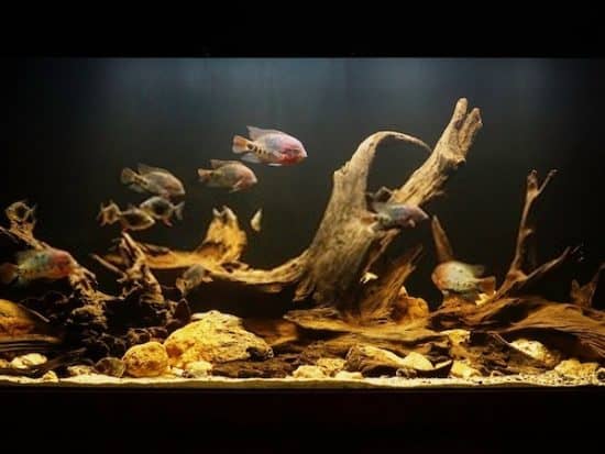 How Long Should You Boil Driftwood for Your Aquarium