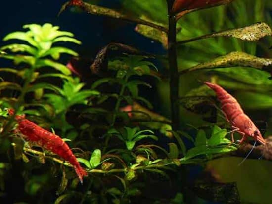 Best, Peaceful Fish to Keep With Shrimp in a Freshwater Tank