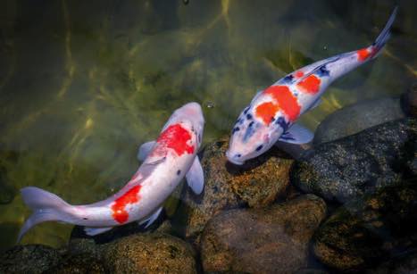 Things to know about Koi fishes; how their life goes