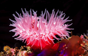 Anemone in your Tank