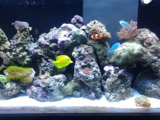 what to raise in a 55 gallon aquarium