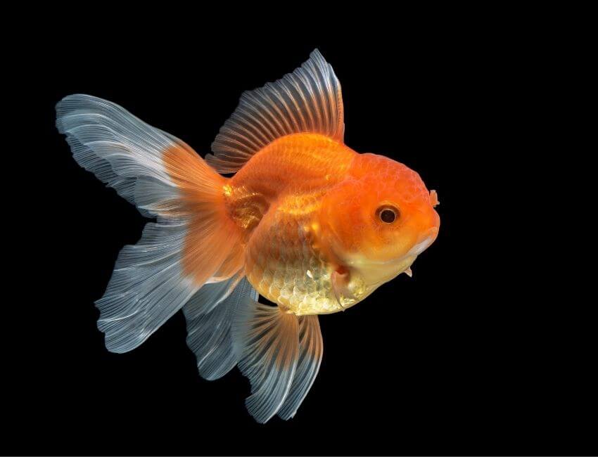 Goldfish Lifespan