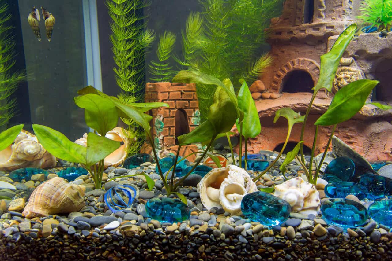 In An Aquarium, The Use And Benefits Of Hornwort