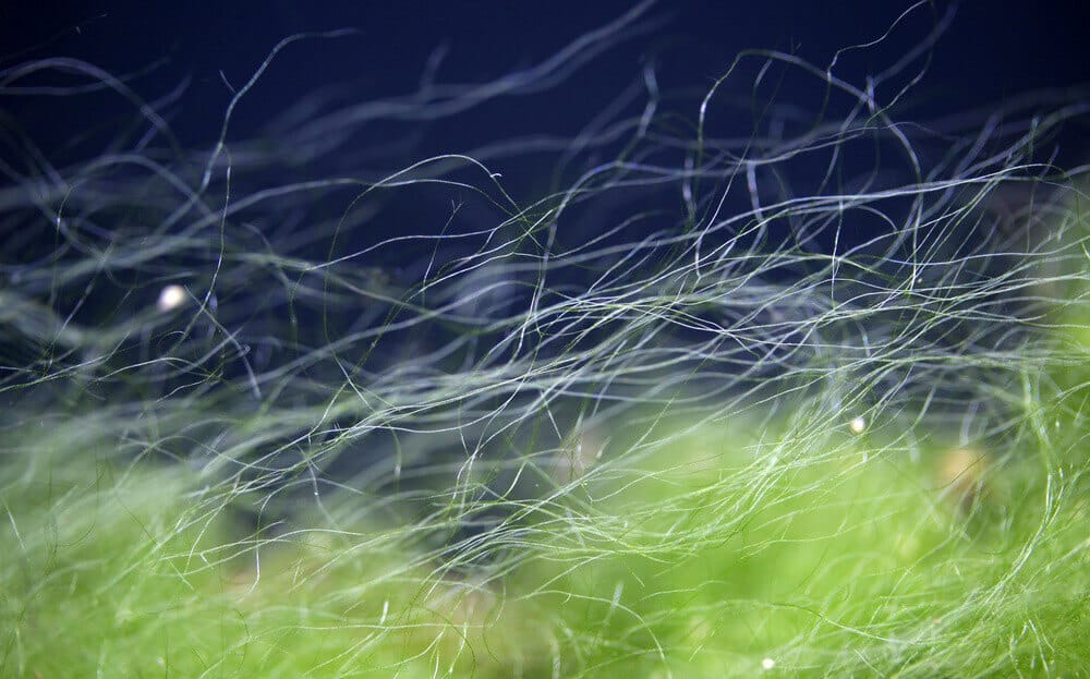 Is Algae a Problem in a Fish Tank