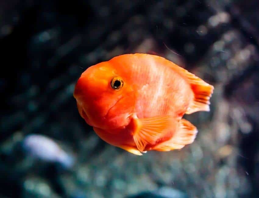 The Symptoms That Your Goldfish is not in Good Condition