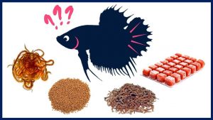 What Exactly Betta Eat to getting Nutrition