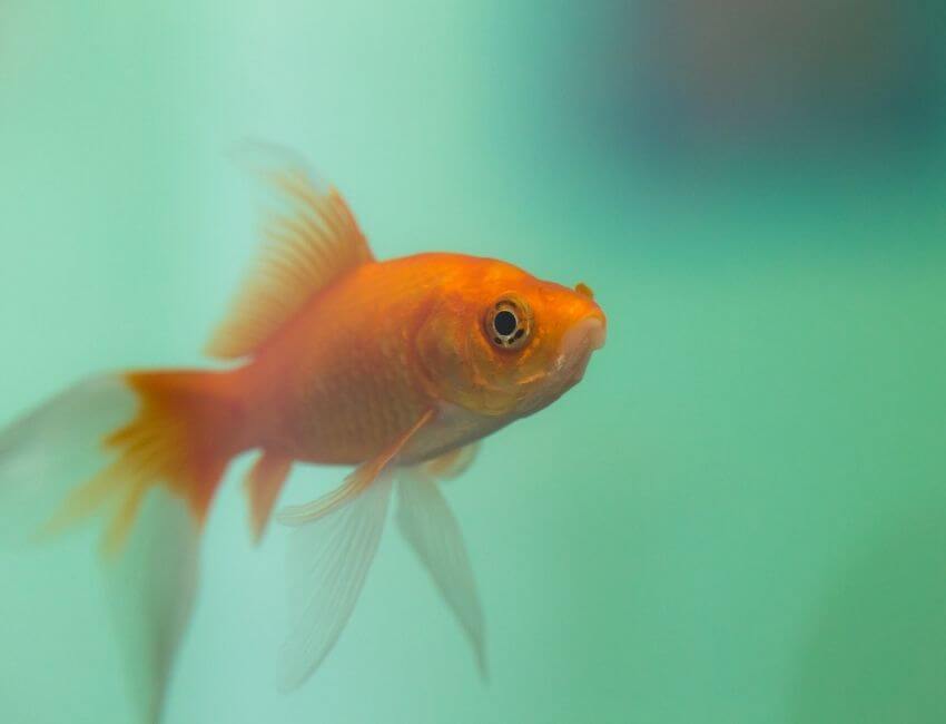 Why your Goldfish don’t live long