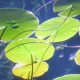 how to plant water lily bulbs in aquarium