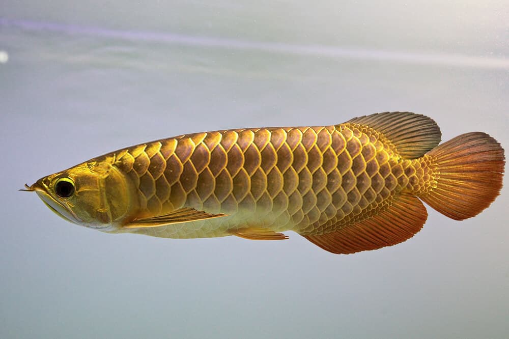 Examples of Asian Arowana fish species