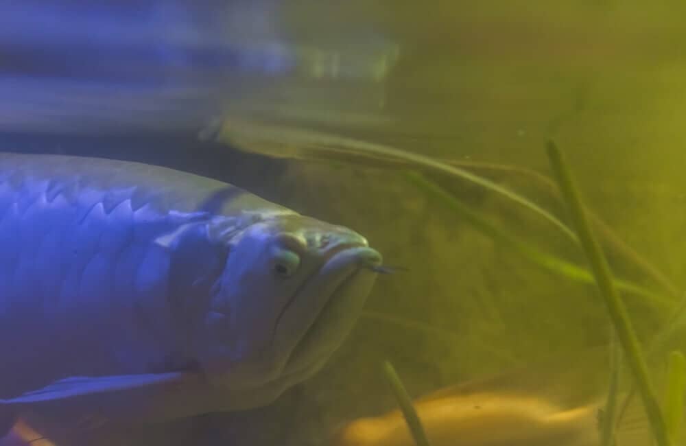 How long are Arowanas able to go without food