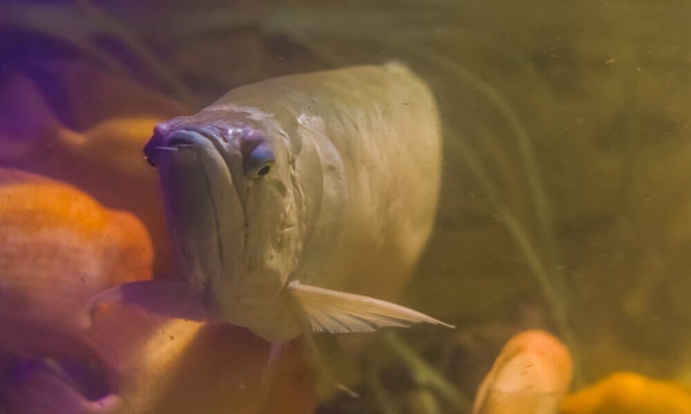 How to stop the Arowana fish species from jumping