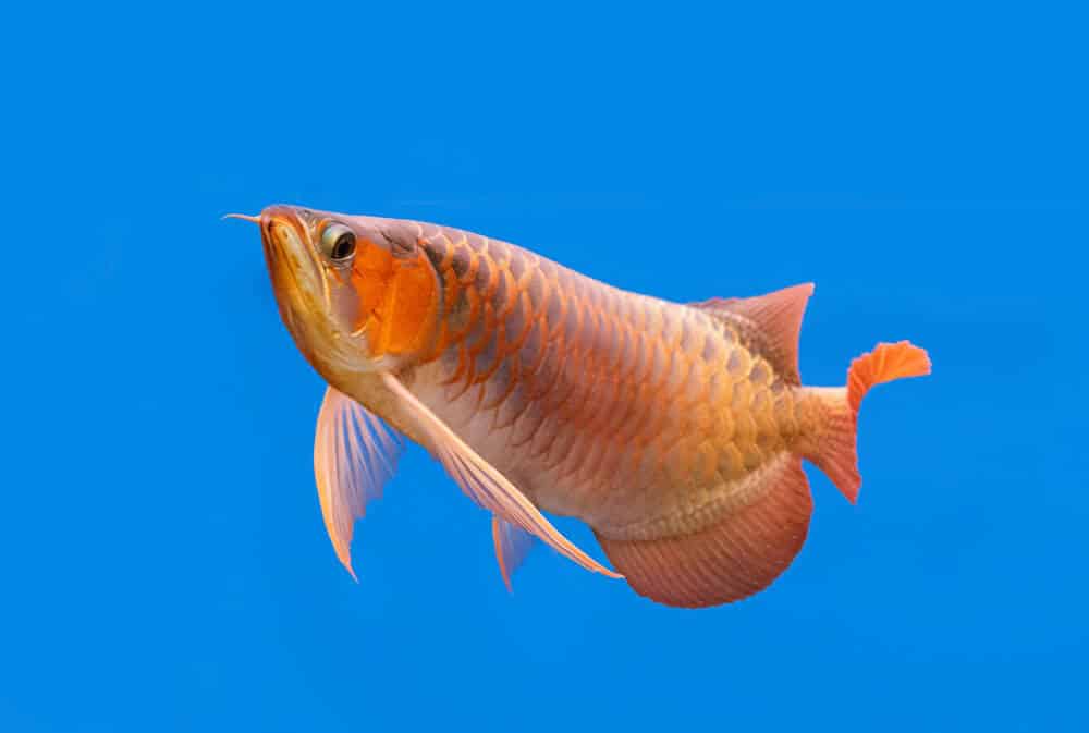 Possible penalties when illegally caught with the Asian Arowana