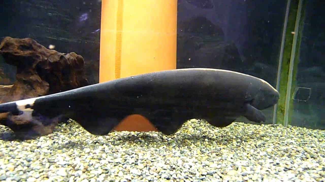The Black Ghost Knife fish