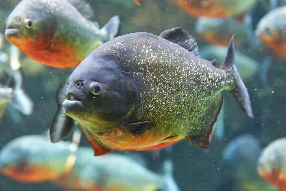 The Pacu fish