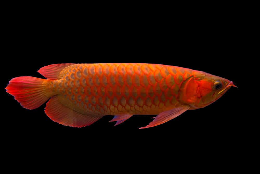 Ways in which people are trying to bring Asian Arowana fish back