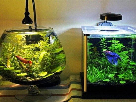 best betta fish tanks