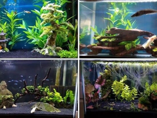 best substrate for planted fish tank
