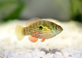 Can the American Flagfish do well in cold water tanks