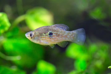How to take care of the American Flagfish newborns