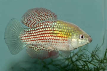 Sexing and breeding the American FlagFish