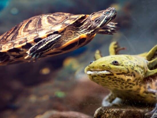 Axolotl and Turtle