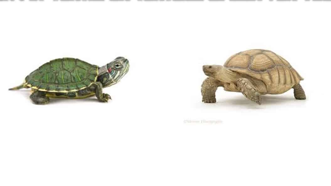 Similarities between tortoise and turtle