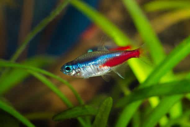 Things one must do for pregnant neon tetras