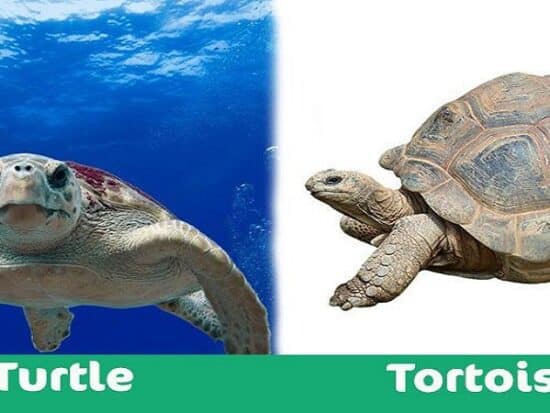 Tortoise vs Aquatic Turtles