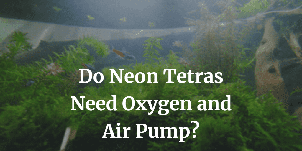 Do Neon Tetras Need Oxygen