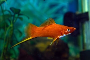 How to prevent the swordtail fish from getting pregnant