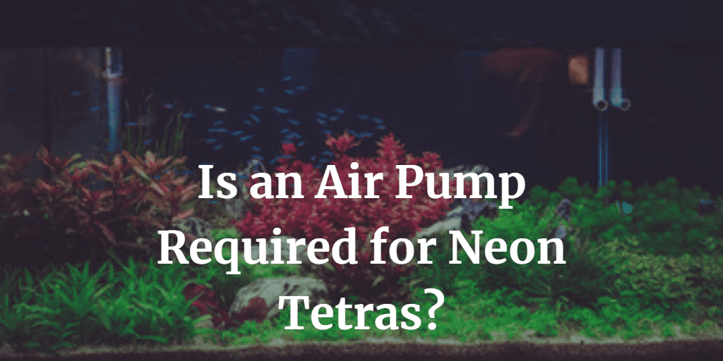 Is an Air Pump Required for Neon Tetras