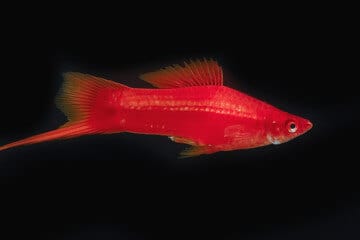 Sleep requirements of a swordtail fish