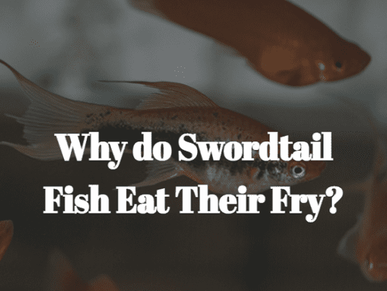 Why do Swordtail Fish Eat Their Fry